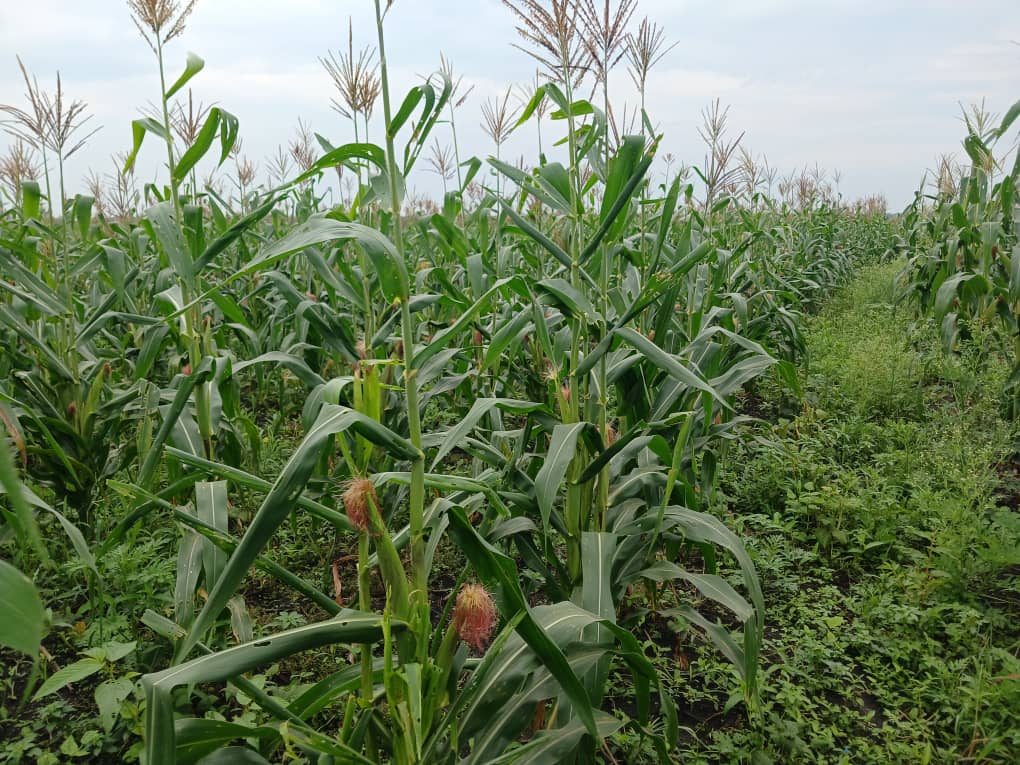 A maize field supported by the community