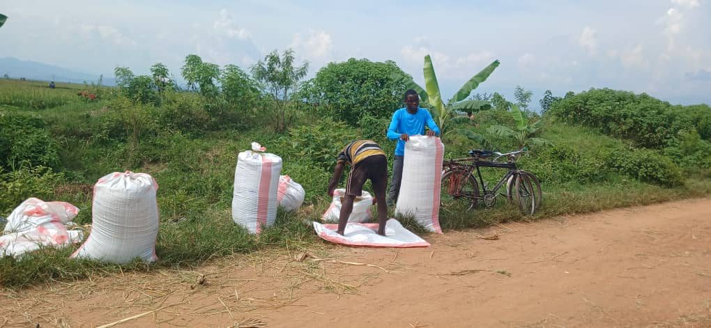 Community members bagging harvested grain