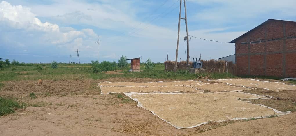 Rice drying in the sun near a family homestead