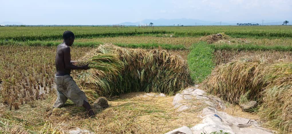 A farmer gathering rice at harvest time in a community field